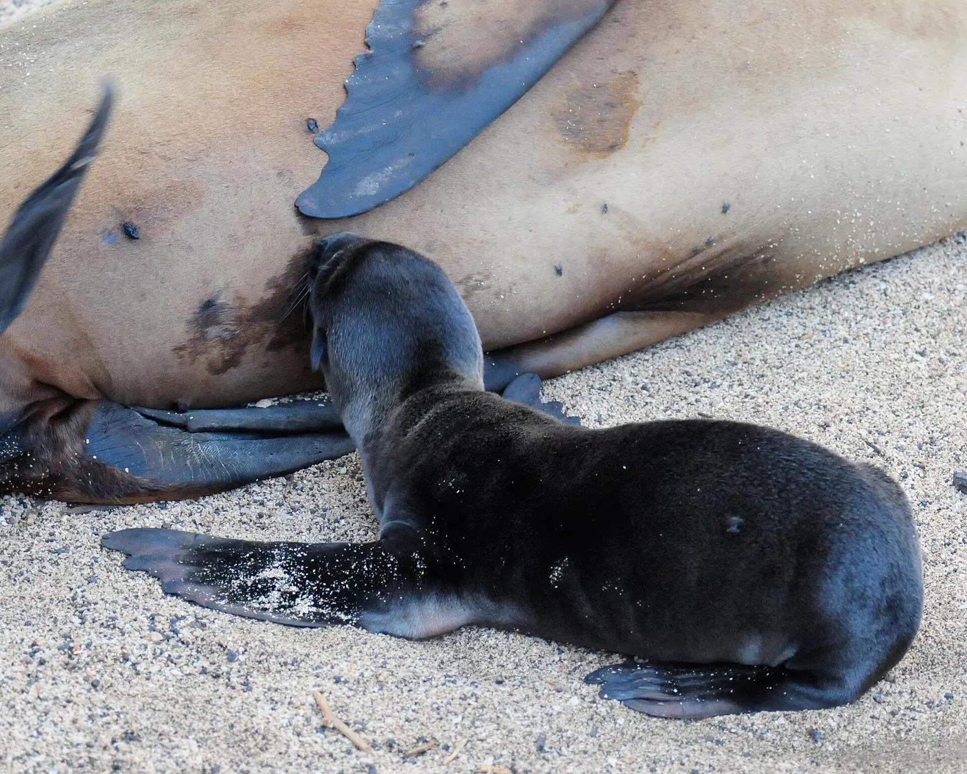 A young Galápagos sea lion pup lying on a sandy Galápagos beach