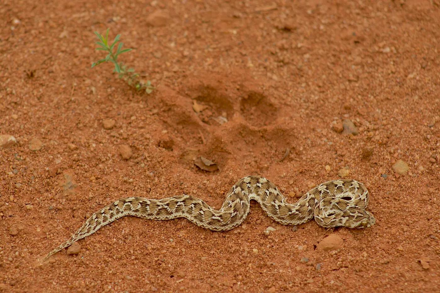 A small saw-scaled viper coiled on dry ground, its rough patterned scales catching the light