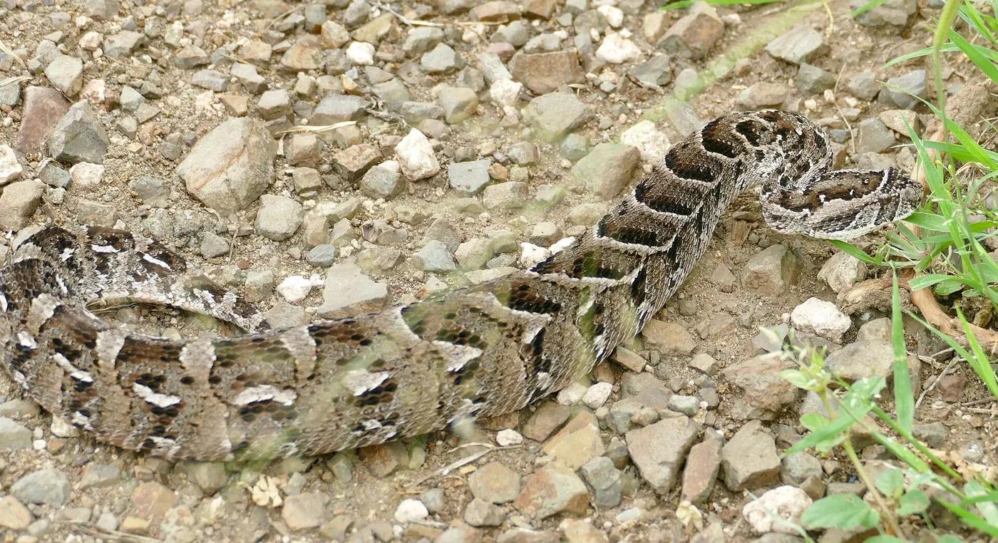 A heavy-bodied puff adder with yellow and brown chevron markings lying coiled on the ground