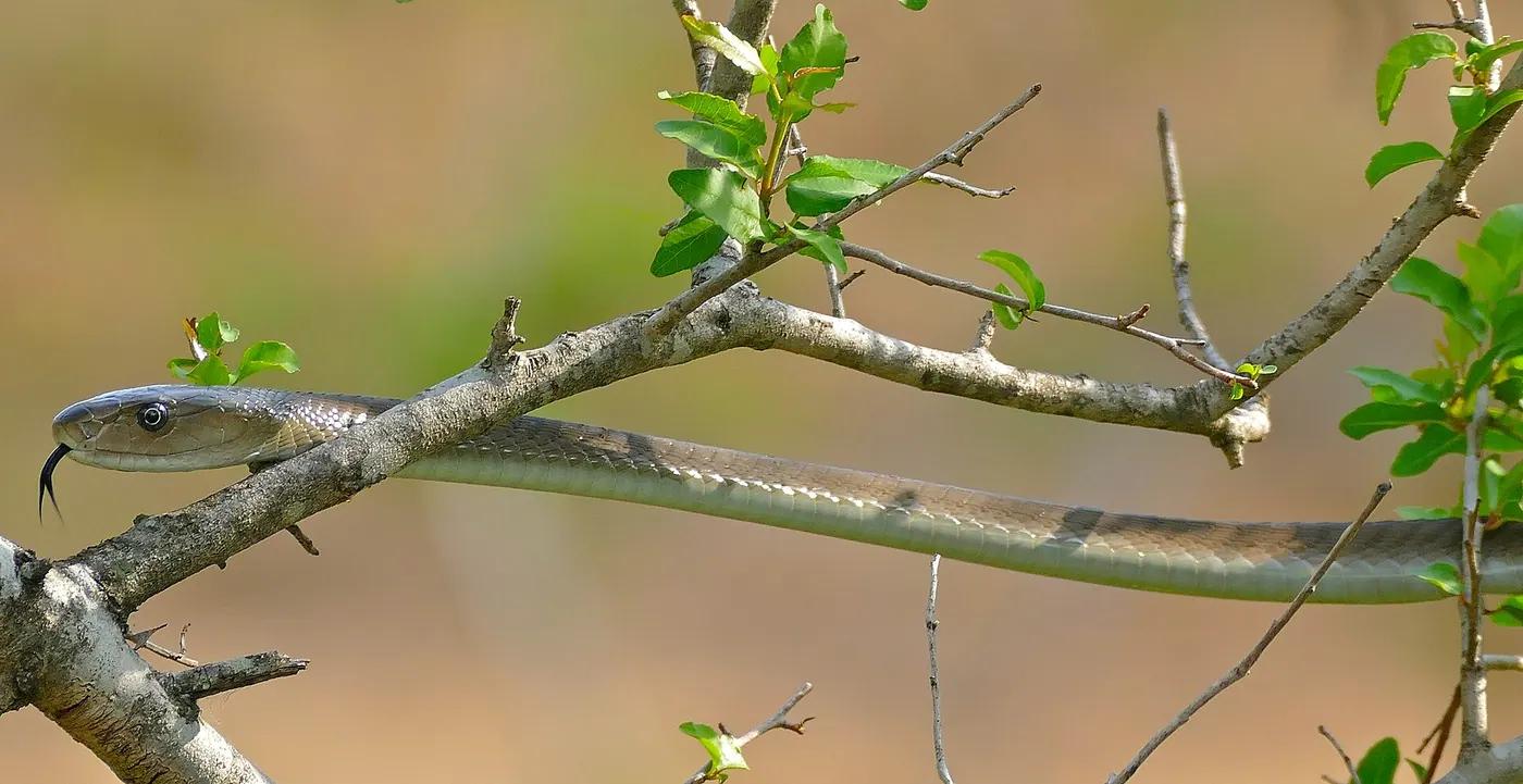 A long, slender black mamba with grey-brown scales stretched across branches