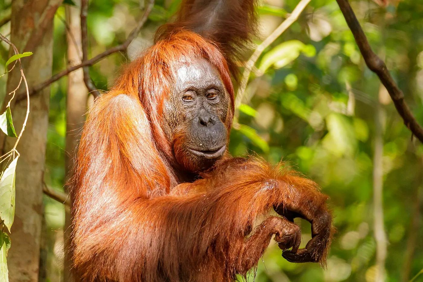 A Bornean orangutan with long reddish hair holding onto branches in the forest canopy