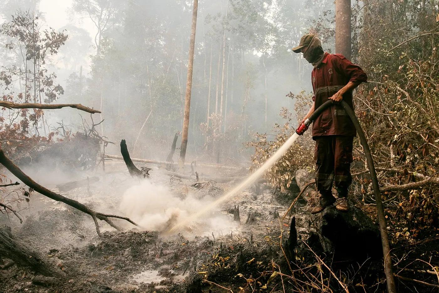 Thick white smoke rising from smouldering peatland among scorched trees in Kalimantan