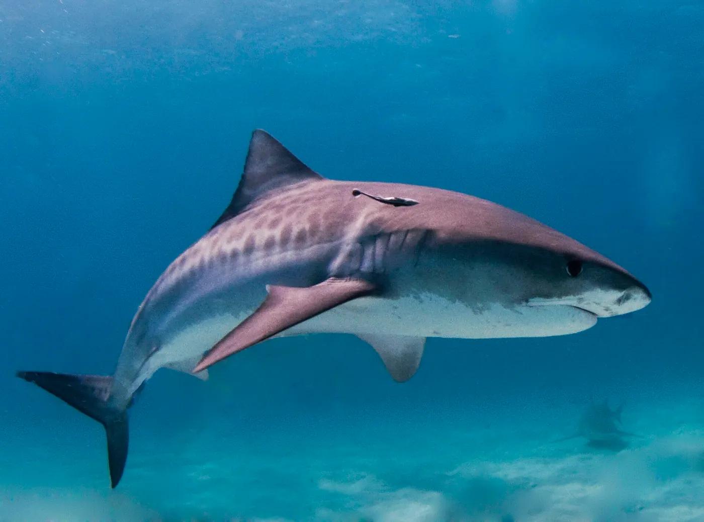 A large tiger shark cruising through clear blue tropical water