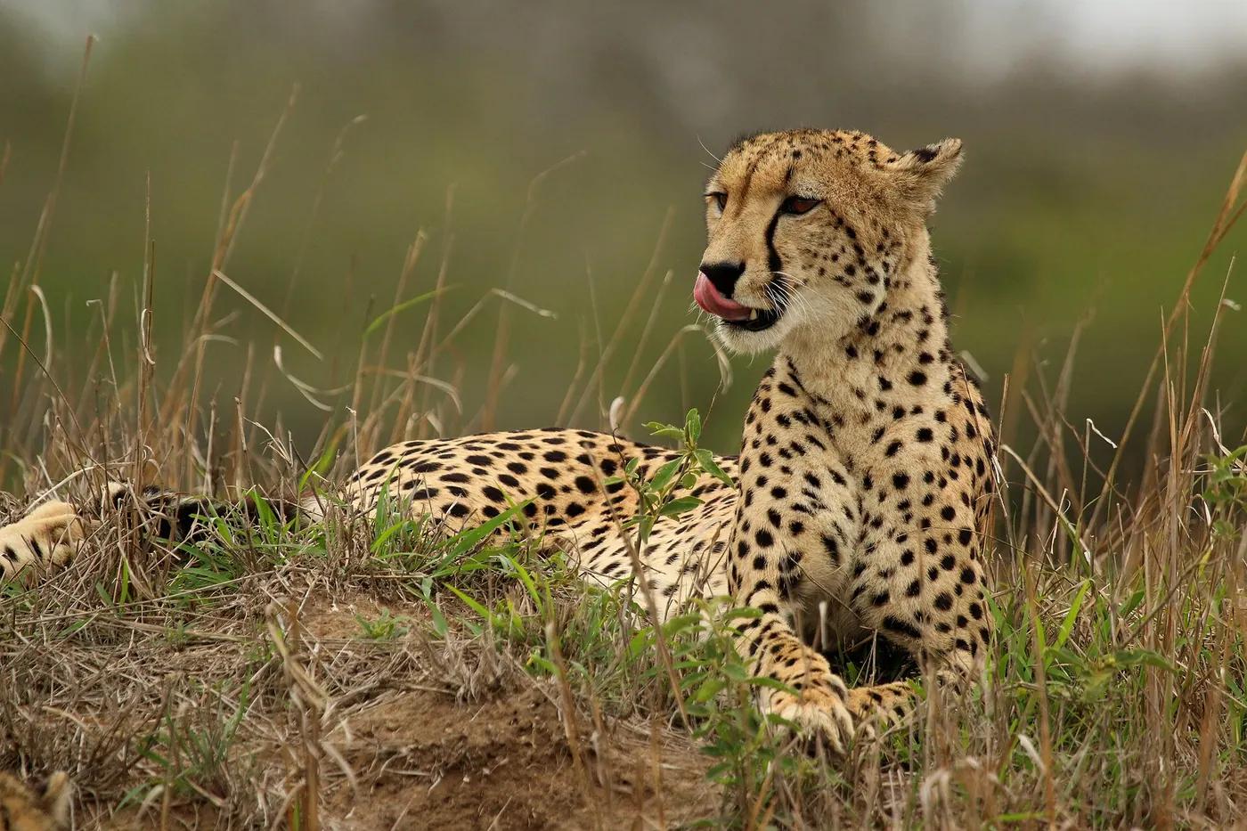 A cheetah lying in dry grass with its head raised and its black tear-stripe markings clearly visible