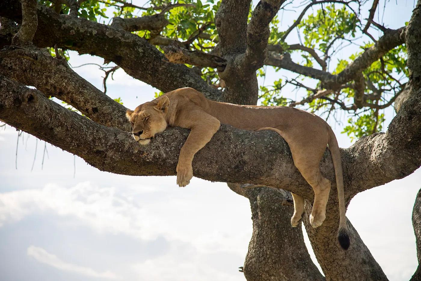 An adult lion sprawled on the ground asleep with its eyes closed