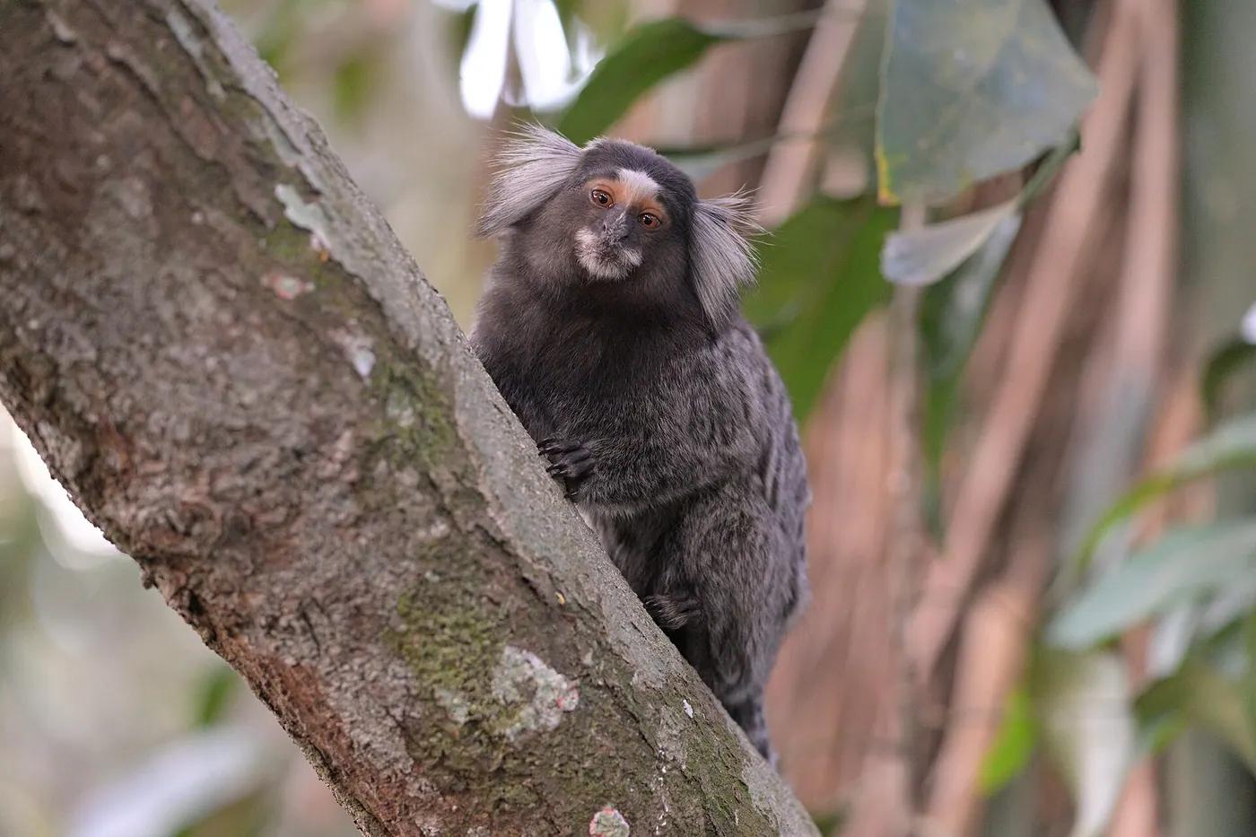 A common marmoset with white ear tufts perched on a branch, looking towards the camera