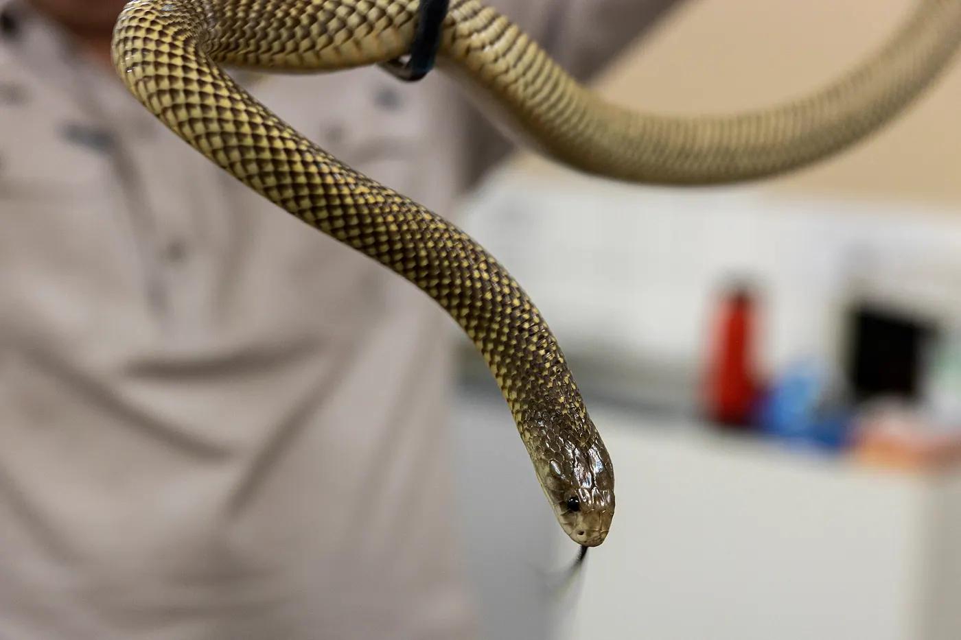 A field herper examining a reptile