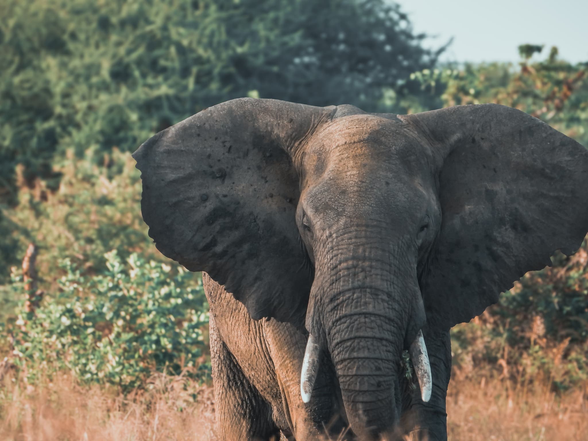 African elephant in the wild illustrating habitat engineering, memory, and ecosystem role for AnimalDex