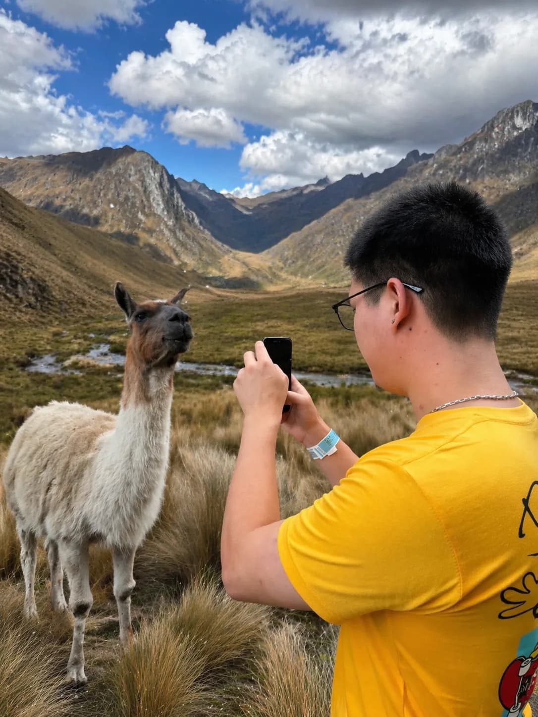 AnimalDex featured image showing an alpaca in the wild for the animal identification guide