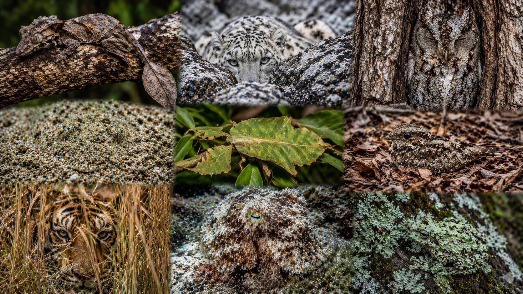 Animals with the Best Camouflage: Top 10 Ranked ranking page on AnimalDex