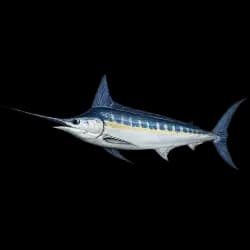 Atlantic Blue Marlin AnimalDex icon