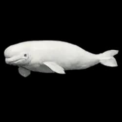 Beluga Whale AnimalDex icon