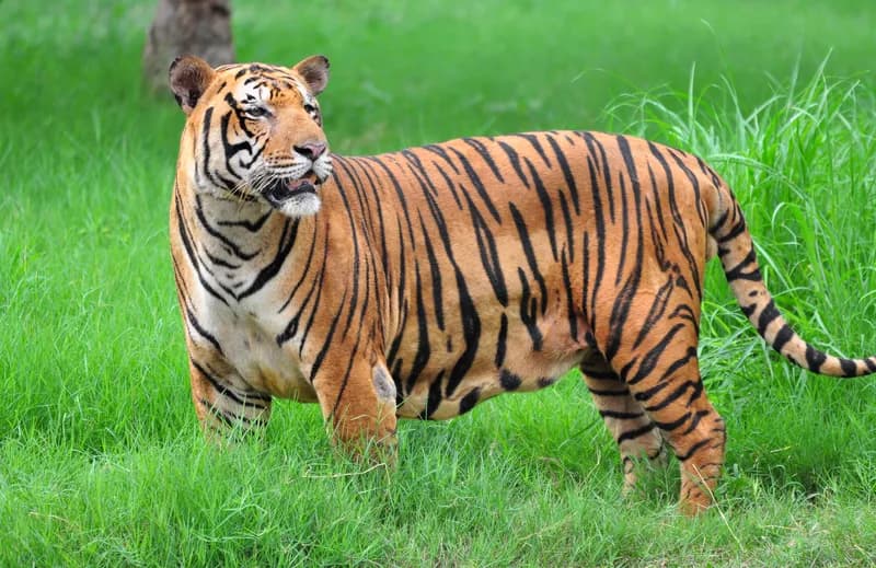 Close-up of a Bengal tiger illustrating stealth, focus, and solo apex hunting strategy for AnimalDex