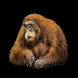 Bornean Orangutan AnimalDex icon