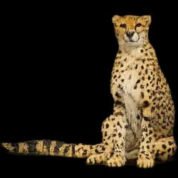 Cheetah AnimalDex icon