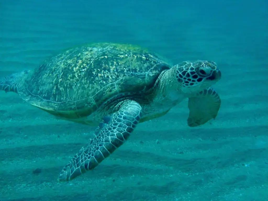 A green sea turtle swimming over open water