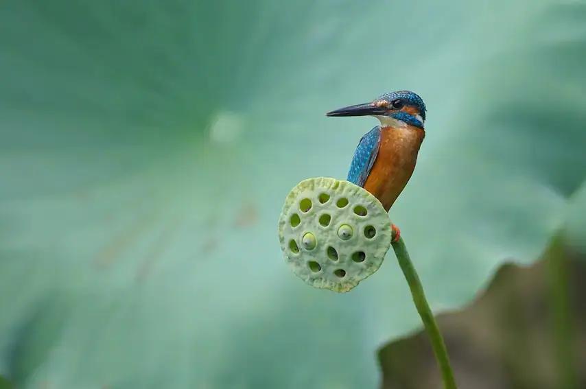 A common kingfisher perched on a lotus seed pod in Hong Kong