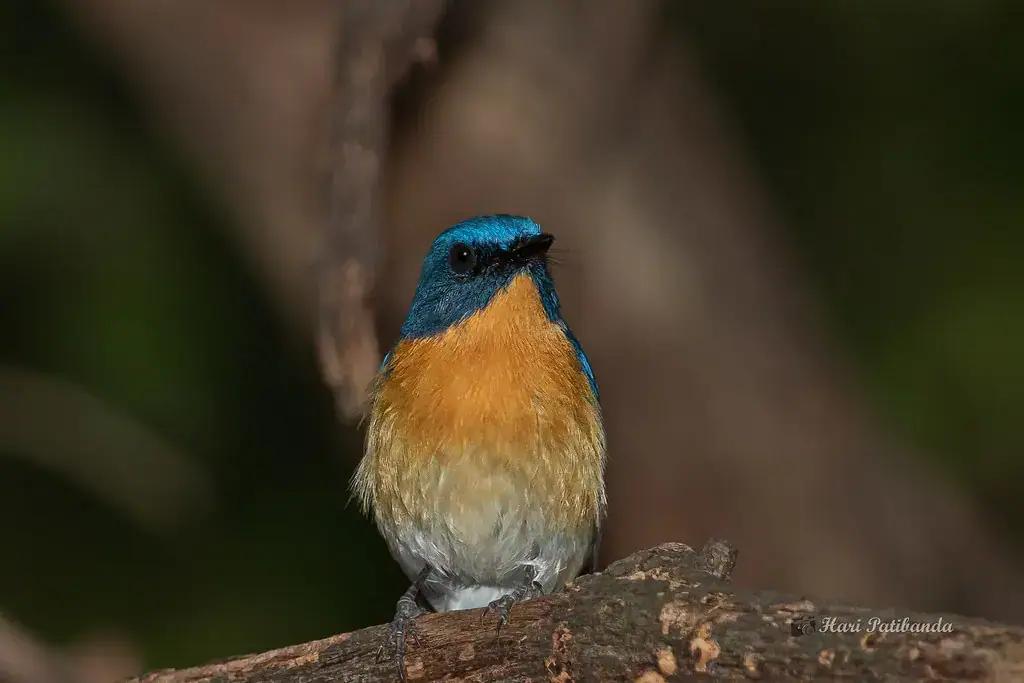 A Tickell's blue flycatcher beside a robin