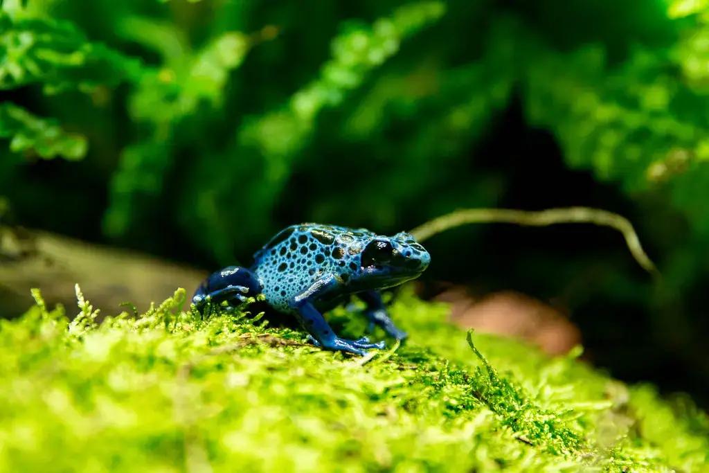 A brightly colored poison dart frog on a leaf