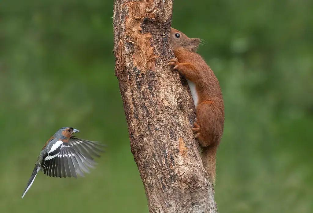 A red squirrel on a tree trunk as a chaffinch flies past