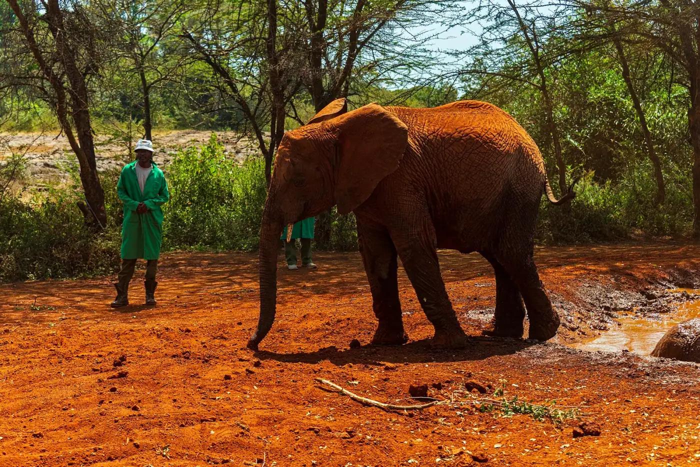 An elephant with its keepers beside a watering hole in Nairobi