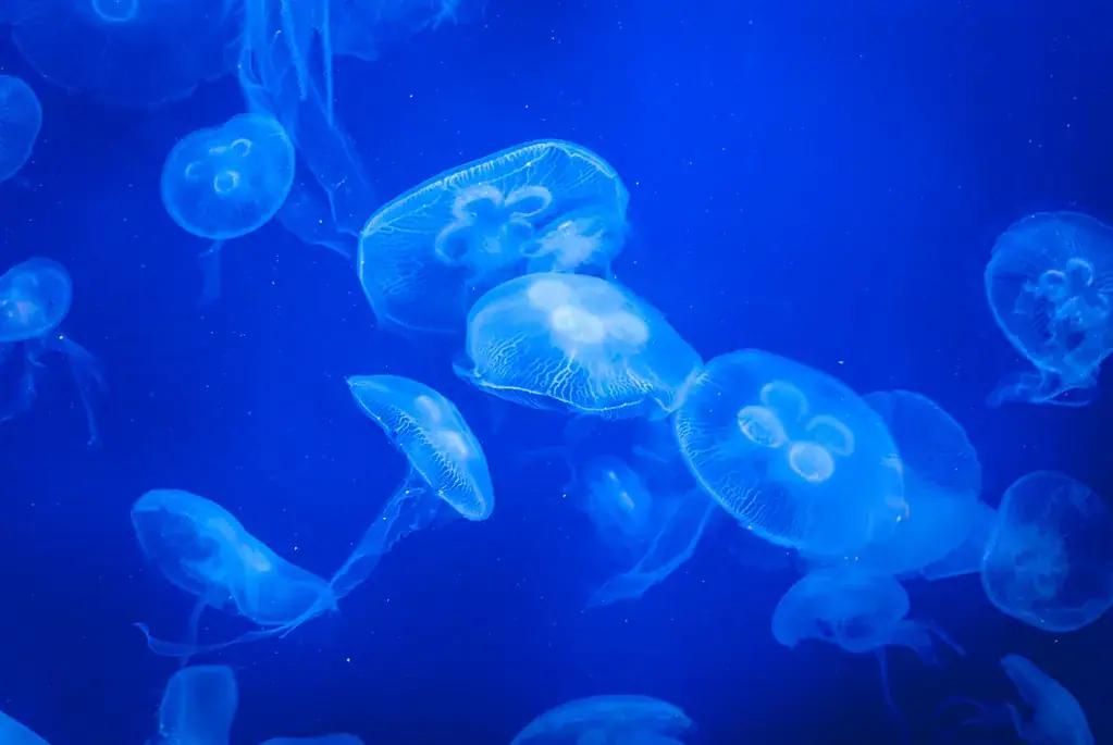 Jellyfish drifting in the water