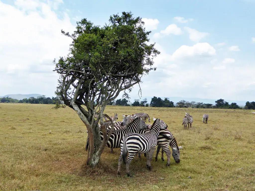 Zebras grazing under a tree on the savanna