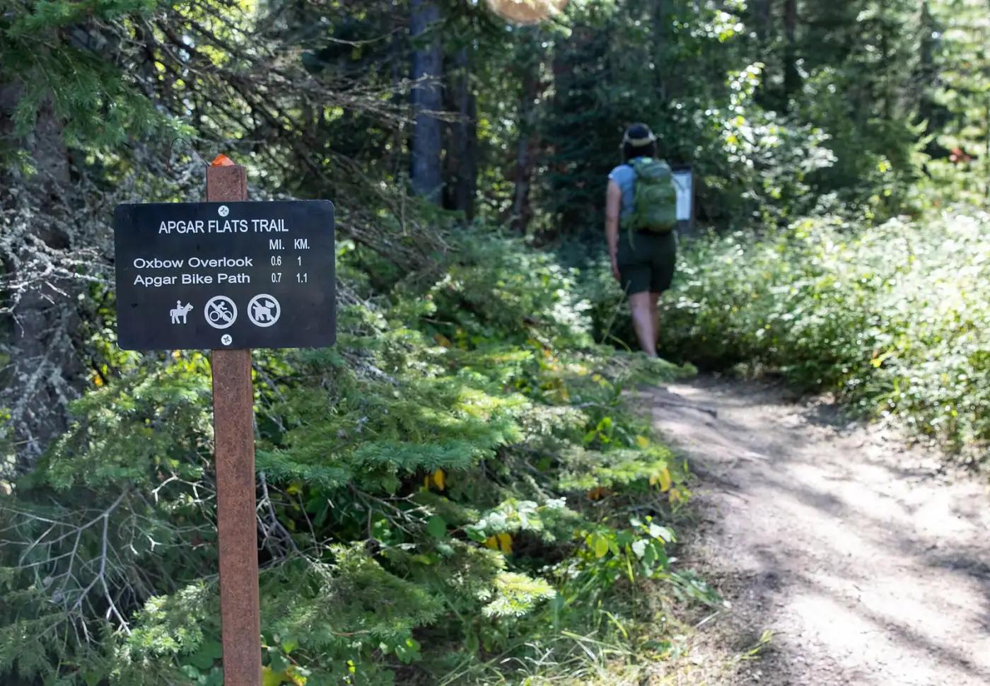 A forest trail at Apgar Flats
