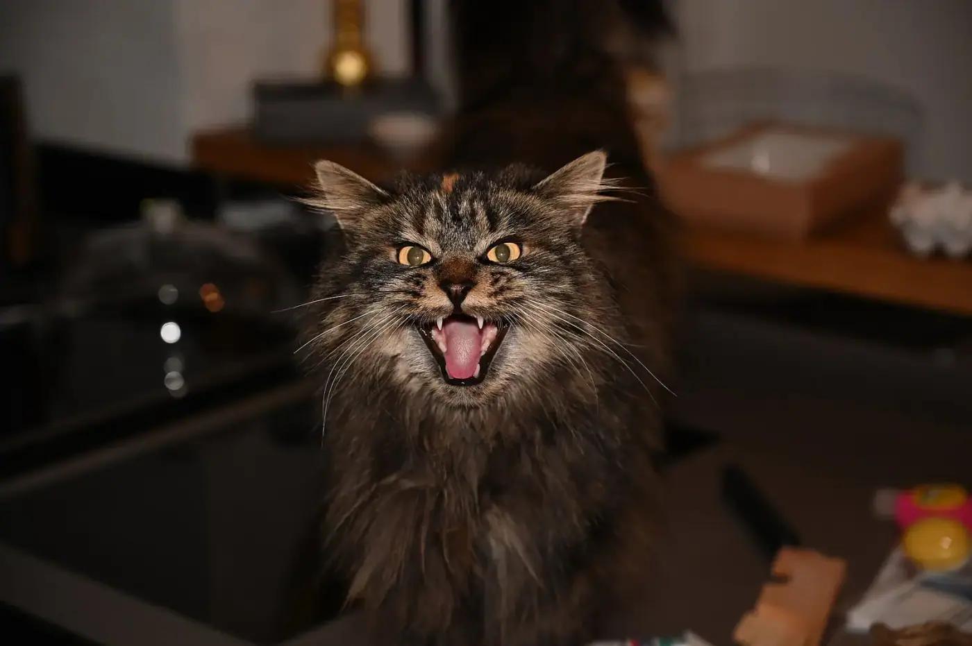 A long-haired Maine Coon cat sitting indoors