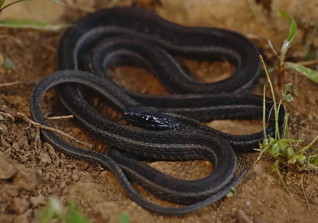An orange-striped ribbonsnake in the grass