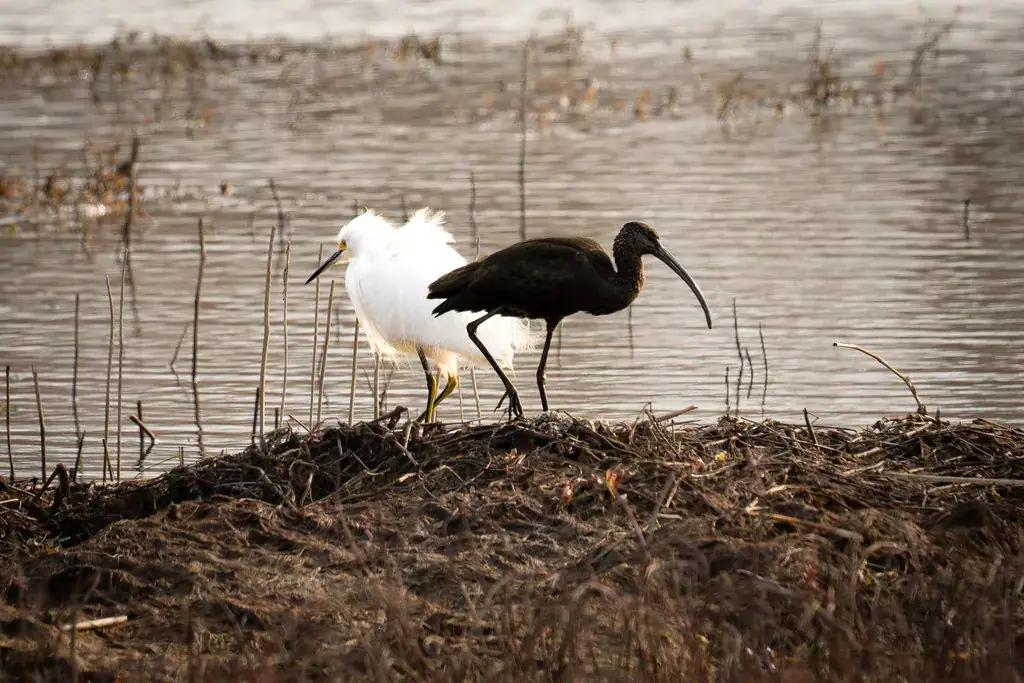 A snowy egret and a white-faced ibis in shallow water
