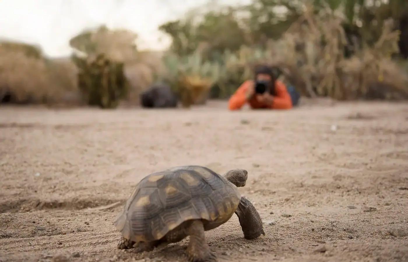 A photographer with a telephoto lens beside a tortoise