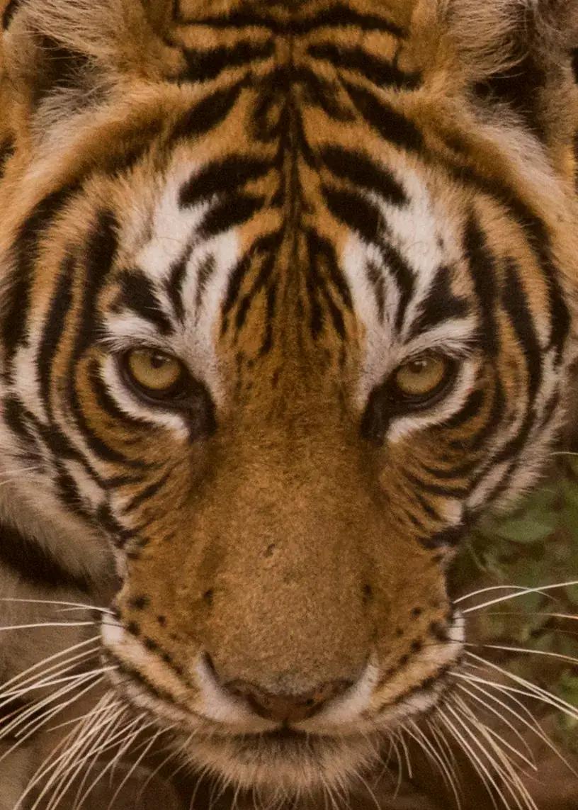 A tiger looking toward the camera