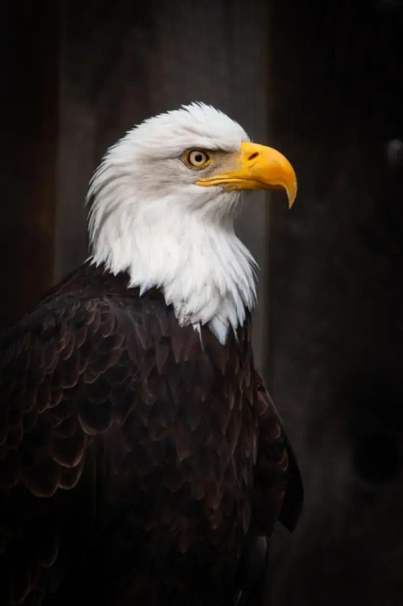A bald eagle in profile