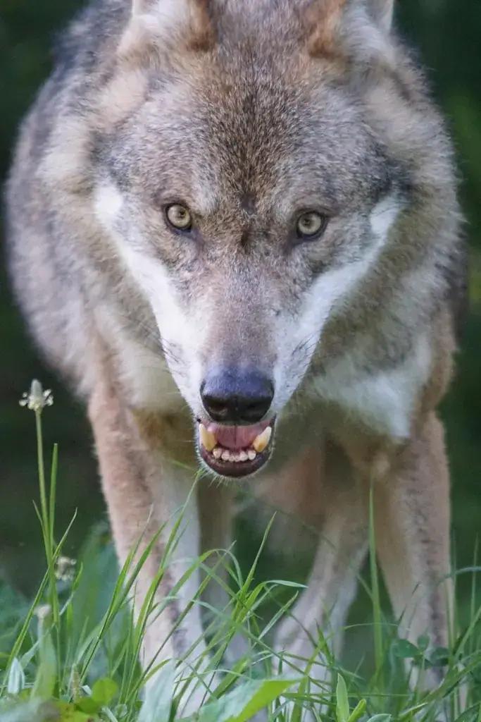 A gray wolf's face in close-up