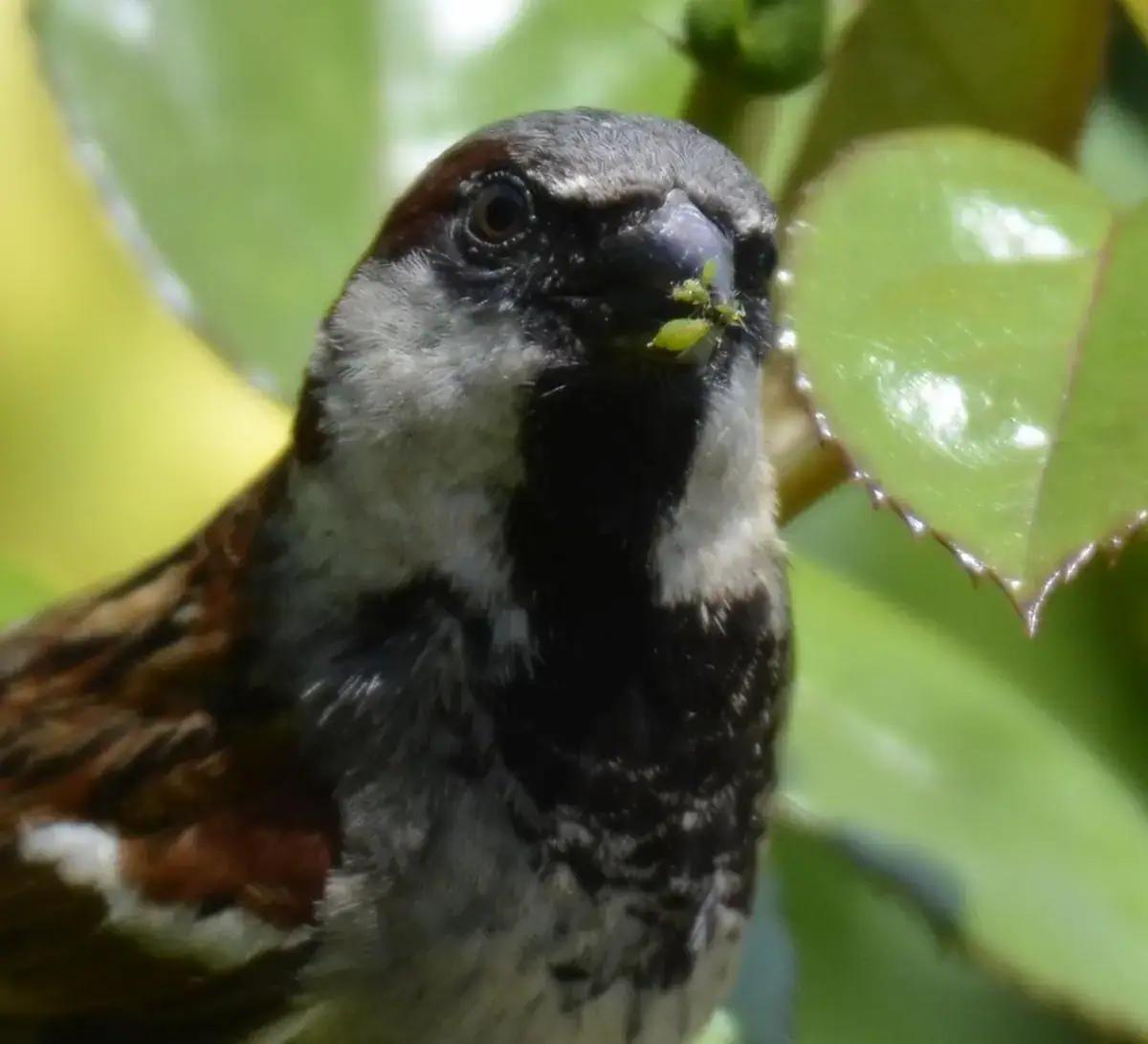 A sparrow feeding on aphids
