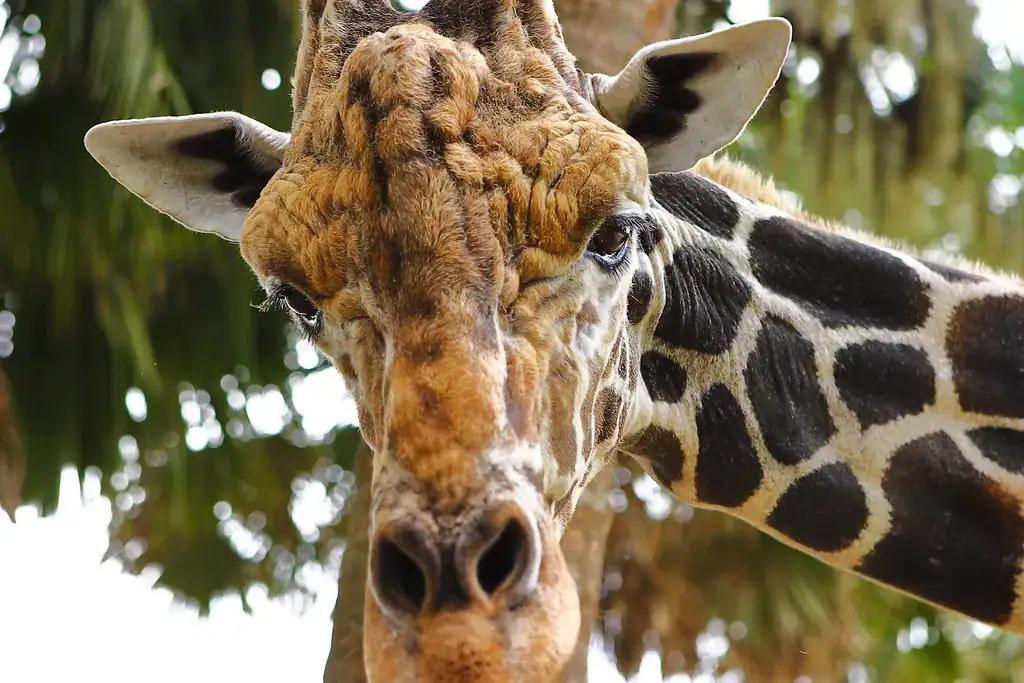 A giraffe at Silver Springs, Florida, with visitors nearby
