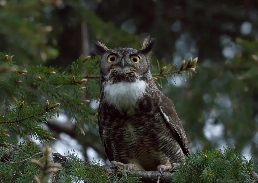 A great horned owl in habitat along the lower Columbia River