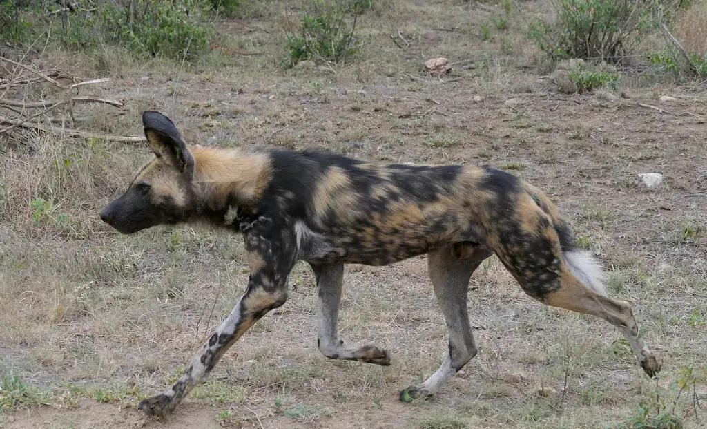 A male African wild dog running
