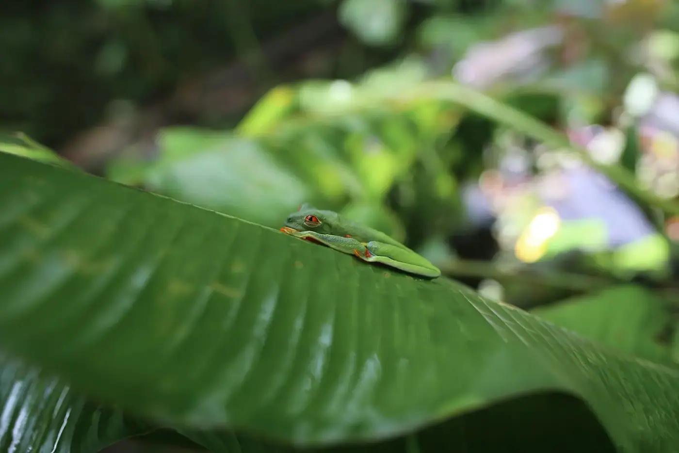 A leaf frog resting on a leaf in Costa Rica