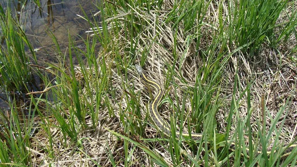 A plains garter snake in the grass