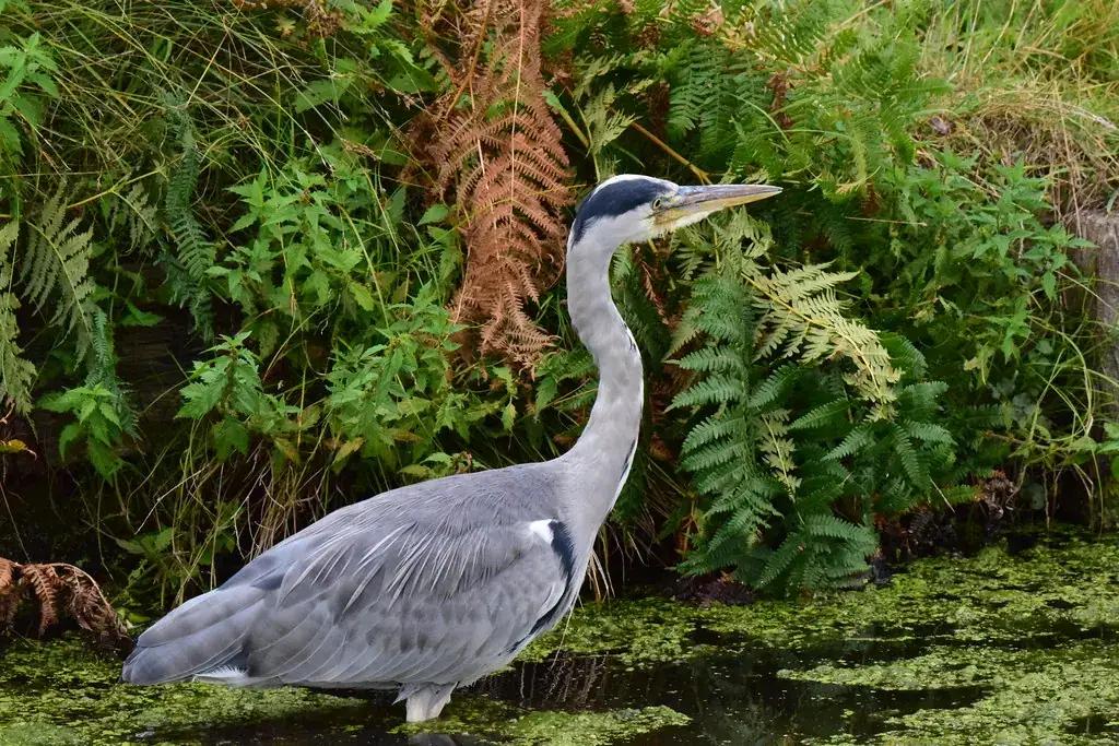A grey heron fishing in Bushy Park