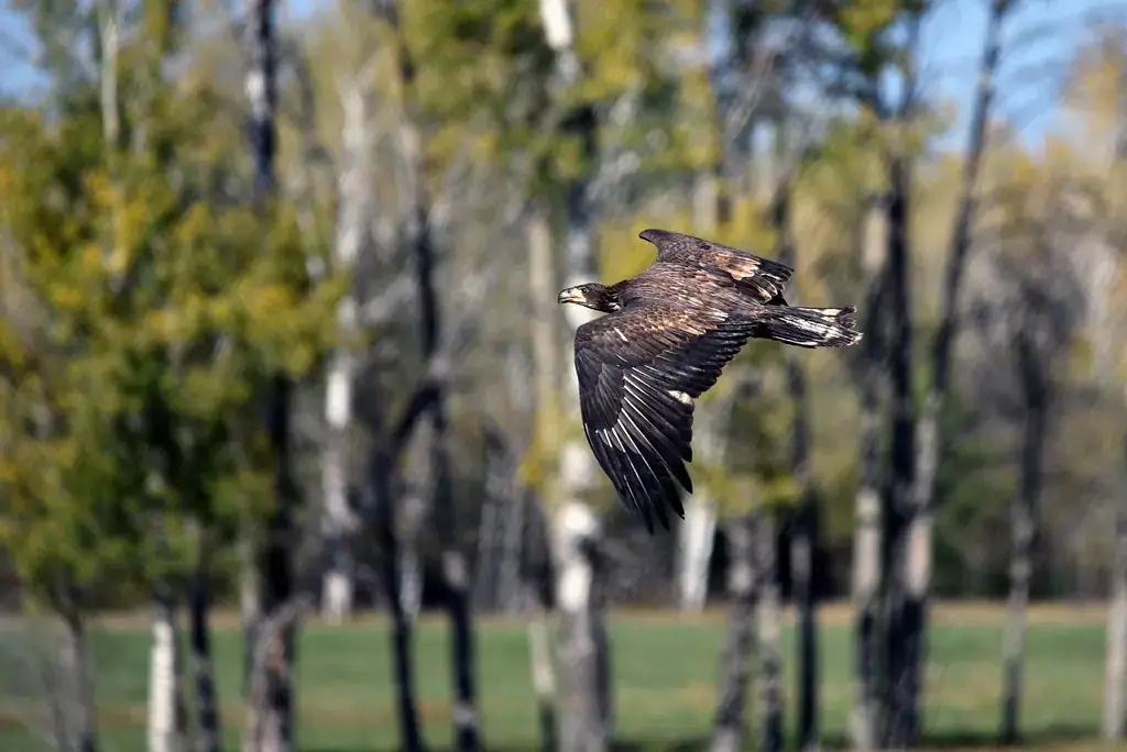 A juvenile bald eagle in flight