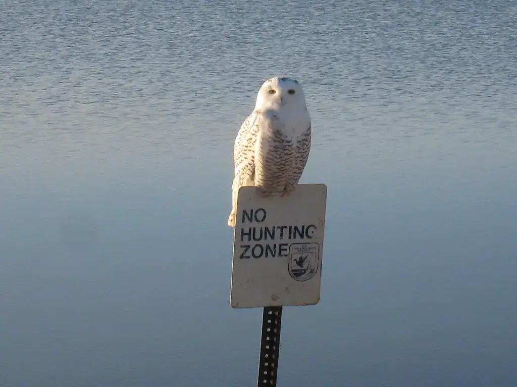A snowy owl at Lake Andes National Wildlife Refuge
