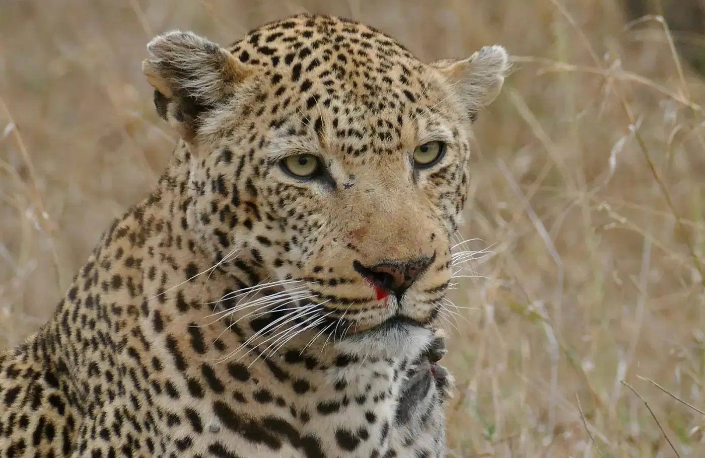 A male leopard in portrait