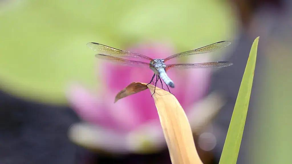 A dragonfly resting above a waterlily