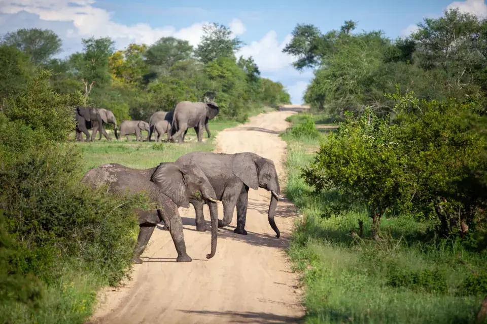 African elephants walking together