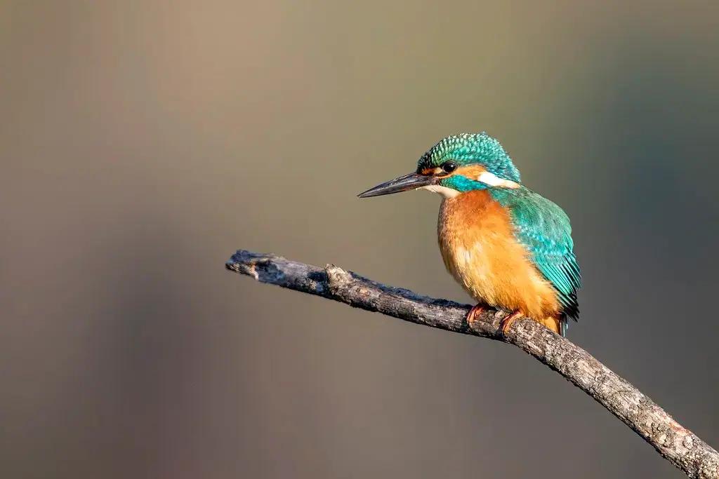 A common kingfisher perched