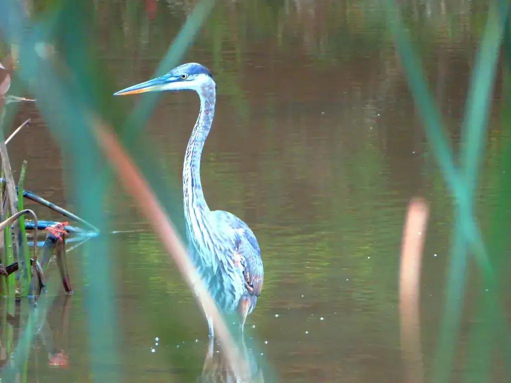 A great blue heron