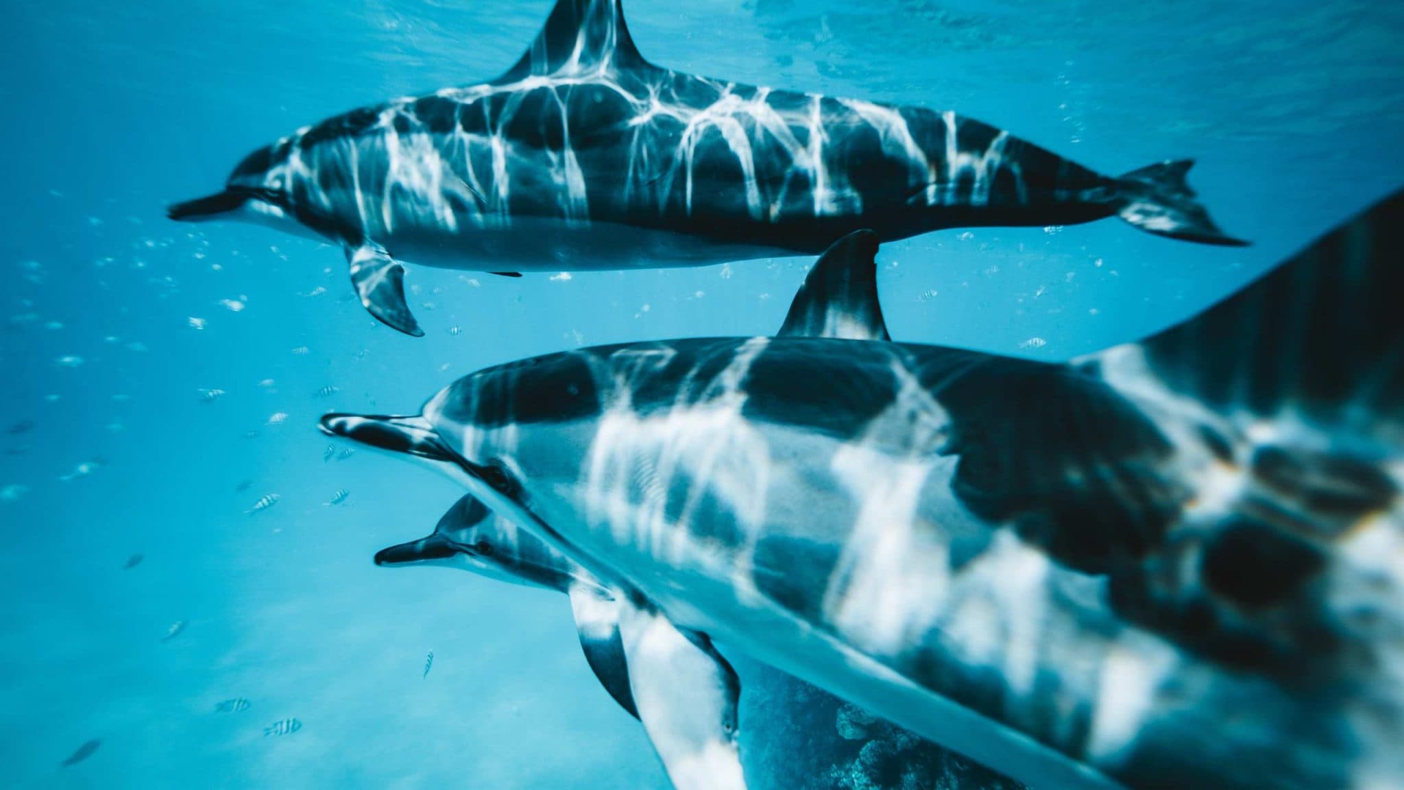 A pod of dolphins illustrating social intelligence, echolocation, and coordinated survival strategy for AnimalDex